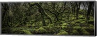 Framed Mossy Forest Panorama 2