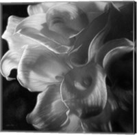 Framed Calla Lilies - Emerging Dawn B&W