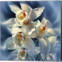 Framed Orchids