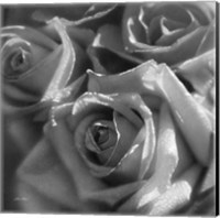 Framed Rose Pedals B&W