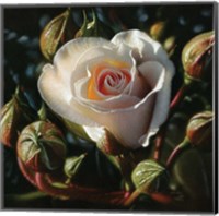 Framed White Rose - First Born
