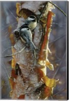 Framed Black-Capped Chickadees - Sunlit Birch