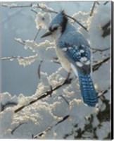 Framed Blue Jay - On the Fence