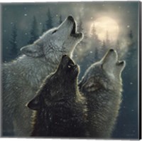 Framed Howling Wolves - In Harmony