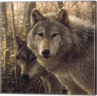 Framed Wolves - Woodland Companions