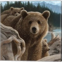 Framed Brown Bears - Backpacking - Square