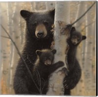 Framed Black Bear Mother and Cubs - Mama Bear