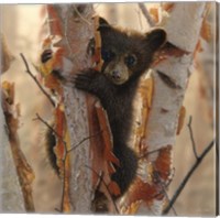 Framed Curious Cub II