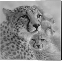 Framed Cheetah Mother and Cubs - Mother's Love - Square - B&W