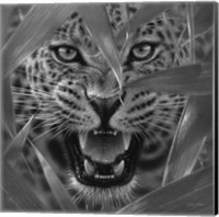 Framed Jaguar - Ambush - B&W