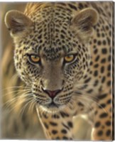 Framed Leopard - On the Prowl