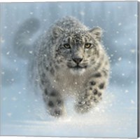 Framed Snow Leopard - Snow Ghost