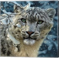 Framed Snow Leopard