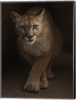 Framed Cougar - Emergence