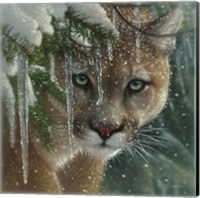 Framed Cougar - Frozen