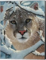 Framed Cougar - Silent Encounter