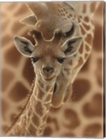 Framed Newborn Giraffe