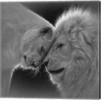 Framed White Lion Love - B&W