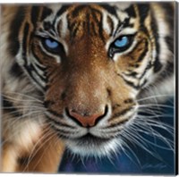 Framed Tiger - Blue Eyes