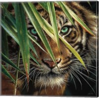 Framed Tiger Eyes
