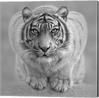 Framed White Tiger - Wild Intentions - B&W