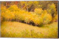 Framed Fall Thicket