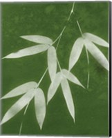 Framed 'Green Spa Bamboo I' border=