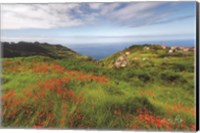 Framed Flowers of Madeira