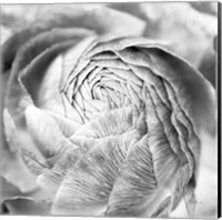 Framed Ranunculus Abstract II BW Light