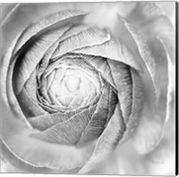 Framed Ranunculus Abstract I BW Light