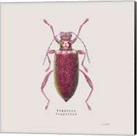 Framed Adorning Coleoptera VI Sq Claret