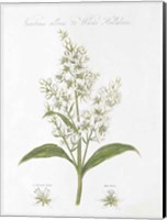 Framed Botany Book XI White Green