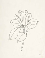 Framed Magnolia Line Drawing