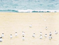 Framed Relaxed Seagulls