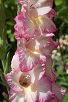 Framed Pink Blooms