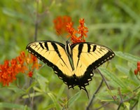 Framed Black Yellow Butterfly I