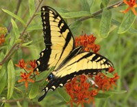 Framed Black Yellow Butterfly II