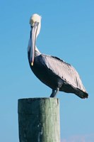 Framed Pelican Perched II