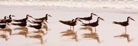 Framed Black Skimmers I