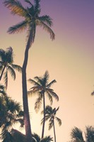 Framed Evening Palms
