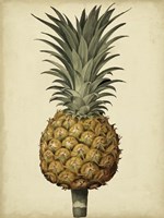 Framed Brookshaw Antique Pineapple II