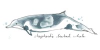 Framed Cetacea Shepherd's Beak Whale