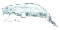 Framed Cetacea Beluga Whale