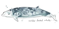 Framed Cetacea Cuviers Beaked Whale