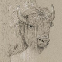 Framed Bison Sketch I