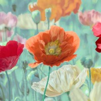 Framed 'Poppies in Bloom I' border=