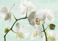 Framed Celadon Orchids