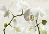 Framed Ivory Orchids