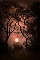 Framed Okavango Delta, Botswana Sunset Behind Tall Trees