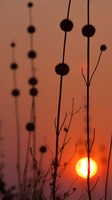 Framed Okavango Delta, Botswana Africa Thistles At Sunset